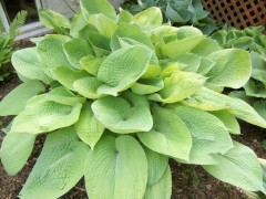 Hosta ‘August Moon’ (Funkia)